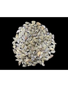 Caracoles Sueltos 500 Gramos. 2