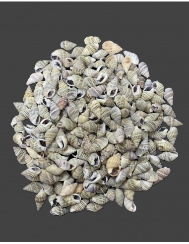 Caracoles Sueltos 500 Gramos.