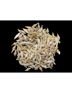 Caracoles Sueltos 500 Gramos 2