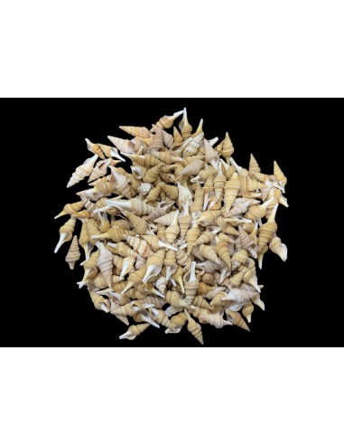 Caracoles Sueltos 500 Gramos