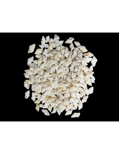 Caracoles Sueltos 500 Gramos