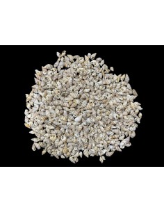 Caracoles Sueltos 500 Gramos 2