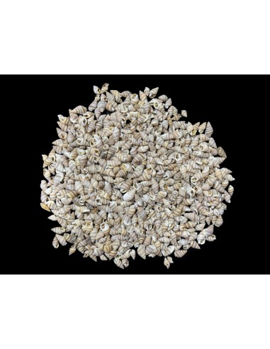 Caracoles Sueltos 500 Gramos