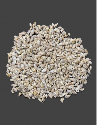 Caracoles Sueltos 500 Gramos