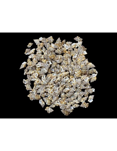 Caracoles Sueltos 500 Gramos