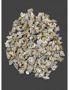 Caracoles Sueltos 500 Gramos