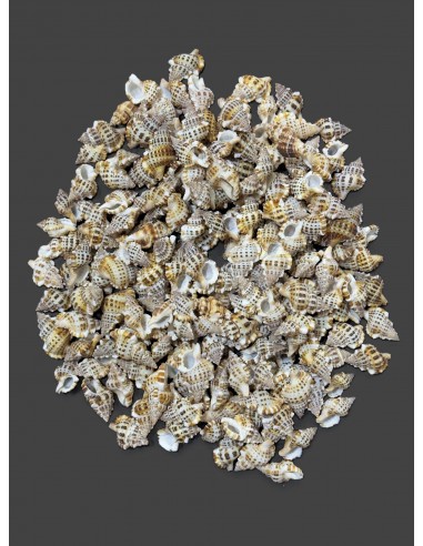 Caracoles Sueltos 500 Gramos