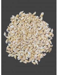 Caracoles Sueltos 500 Gramos