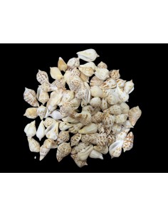 Caracoles Sueltos 500 Gramos 2