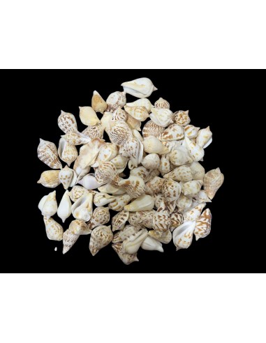 Caracoles Sueltos 500 Gramos