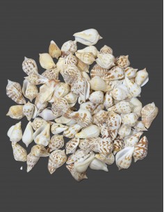 Caracoles Sueltos 500 Gramos