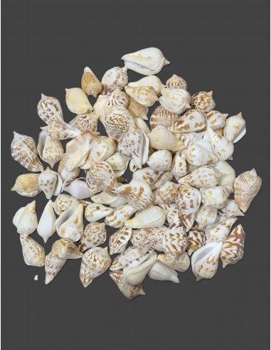 Caracoles Sueltos 500 Gramos