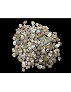 Caracoles Sueltos 500 Gramos 2