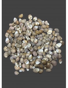 Caracoles Sueltos 500 Gramos