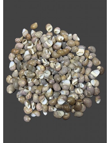 Caracoles Sueltos 500 Gramos