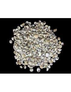 Caracoles Sueltos 500 Gramos 2