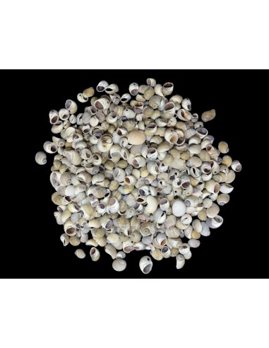 Caracoles Sueltos 500 Gramos