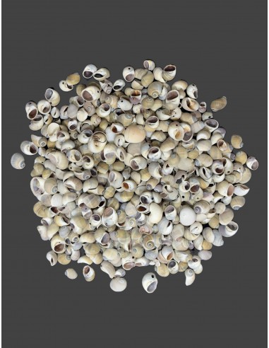 Caracoles Sueltos 500 Gramos