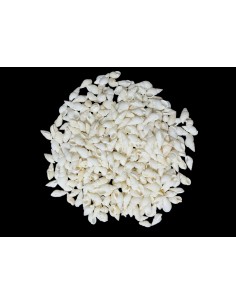 Caracoles Sueltos 500 Gramos 2