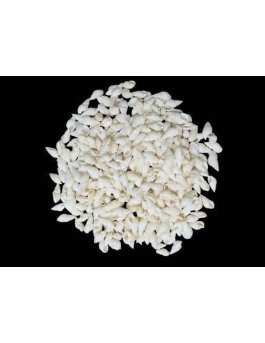 Caracoles Sueltos 500 Gramos