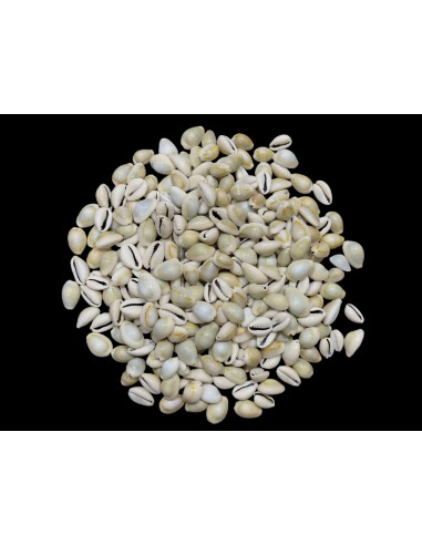 Caracoles Sueltos 500 Gramos