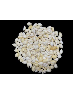 Caracoles Sueltos 500 Gramos 2